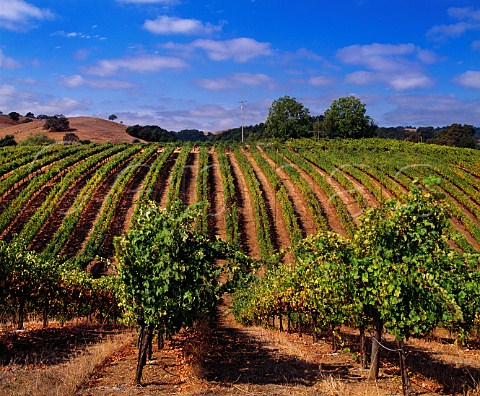 Vineyard along Westside Road Healdsburg Sonoma County California Russian River Valley AVA