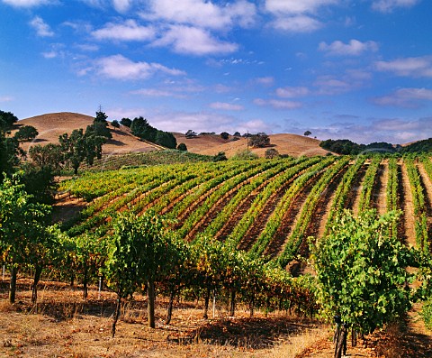 Vineyard along Westside Road south of Healdsburg Sonoma County California Russian River Valley AVA