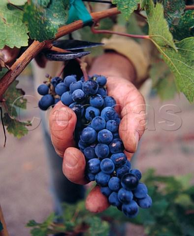 Harvesting Cabernet Sauvignon grapes  Napa California  Oak Knoll