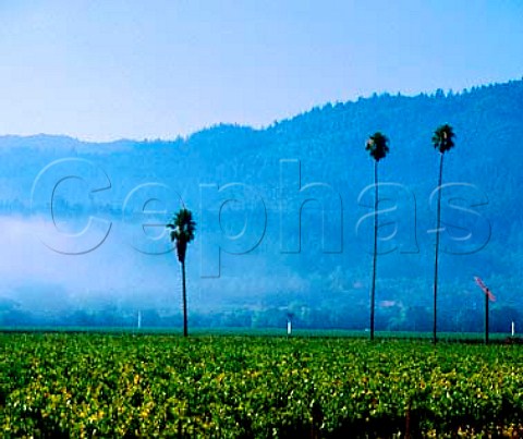 Morning fog burningoff of Three Palms Vineyard   Calistoga Napa Co California  Napa Valley AVA