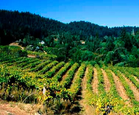Vineyard of Chateau Potelle with the winery   just visible beyond    Napa California    Mount Veeder AVA