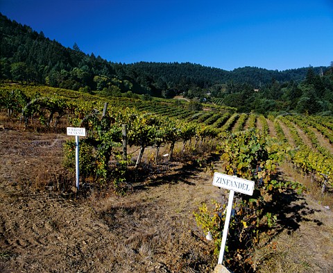 Zinfandel and Cabernet Sauvignon in vineyard of   Chateau Potelle high on the slopes of Mount Veeder  Napa California    Mount Veeder AVA