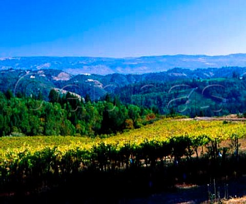 Vineyard of Chateau Potelle high on the slopes of   Mount Veeder Napa California  Mount Veeder AVA