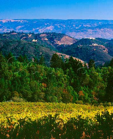 Vineyard of Chateau Potelle high on the slopes of   Mount Veeder Napa California  Mount Veeder AVA