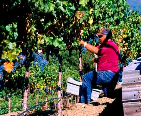 Harvesting Cabernet Sauvignon grapes for   Chateau Potelle high on the slopes of   Mount Veeder Napa California    Mount Veeder AVA
