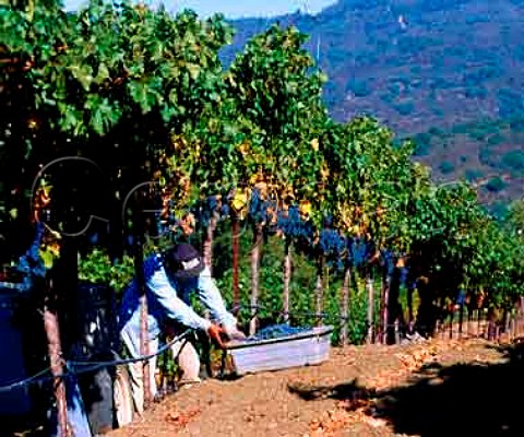 Harvesting Cabernet Sauvignon grapes for   Chateau Potelle high on the slopes of   Mount Veeder Napa California    Mount Veeder AVA