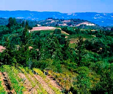 Vineyards high on the slopes of Mount Veeder   Napa California   Mount Veeder AVA