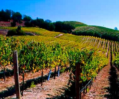 Paras Vineyards high on the slopes of Mount Veeder   Napa California   Mount Veeder AVA