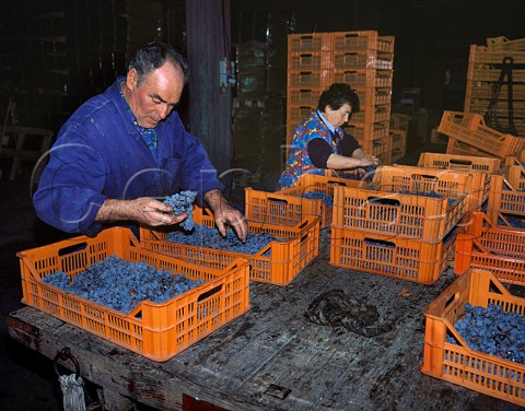 Sorting grapes for Amarone at Tommasi Pedemonte   Veneto Italy    Valpolicella  Amarone