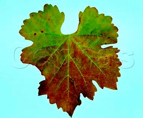 Leaf from vine affected by Pierces Disease  Napa Valley California