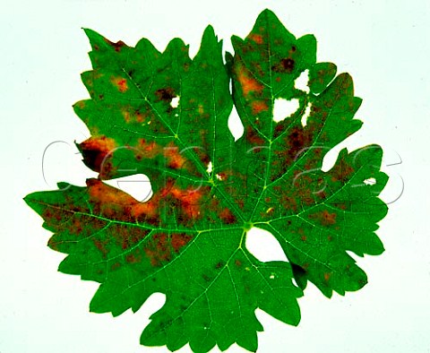 Leaf from vine affected by Pierces Disease  Napa Valley California