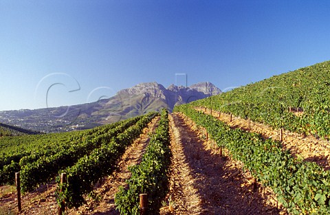 Vineyard of Morgenster Estate   Somerset West South Africa  Stellenbosch