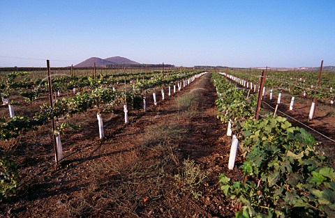 En Zivan vineyard Golan Heights Israel