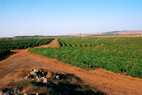En Zivan vineyard on the Golan Heights   the grapes from which go to   Yeh Not A Golan Winery Israel