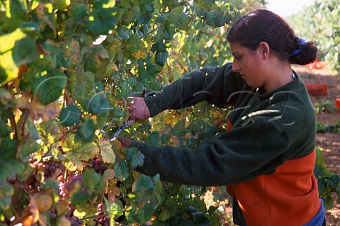 Harvesting grapes in El Rom vineyard on the  Golan Heights for Yeh Not AGolan winery Israel