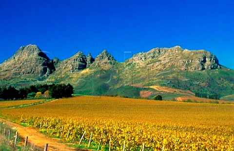 Autumnal vineyard below the Helderberg   South Africa