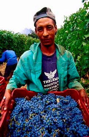 Harvesting Cabernet Sauvignon grapes at   Thelema Mountain Vineyards Stellenbosch   South Africa