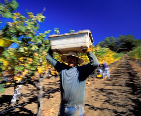 Harvesting Cabernet Sauvignon grapes of Stags Leap   Wine Cellars Napa California    Stags Leap AVA