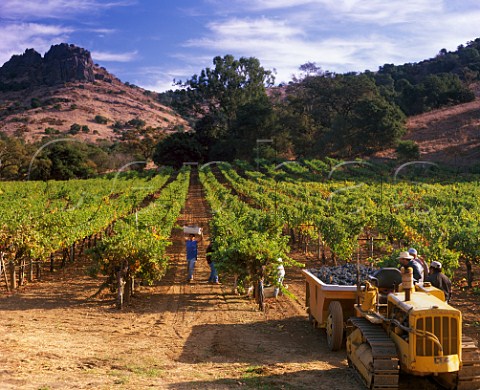Harvesting Cabernet Sauvignon grapes in vineyard of Stags Leap Wine Cellars Napa California  Stags Leap AVA