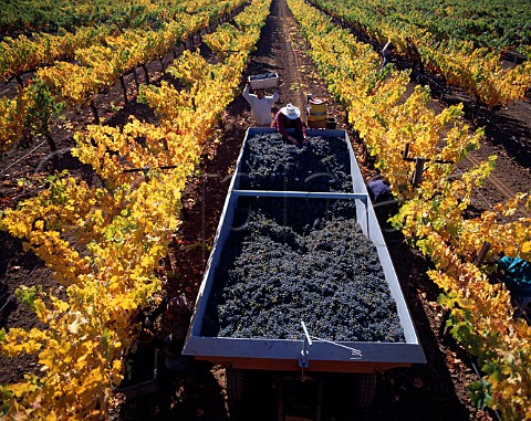 Harvesting Cabernet Sauvignon grapes in   Fay Vineyard of Stags Leap Wine Cellars   Napa California Stags Leap AVA