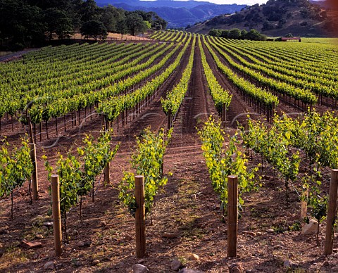 Silverado Vineyards Napa California      Stags Leap AVA
