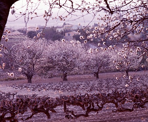Fruit trees in blossom by vineyard at Sguret   Vaucluse France  Ctes du RhneVillages