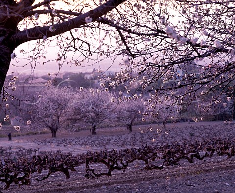 Fruit trees in blossom by vineyard at Sguret   Vaucluse France  Ctes du RhneVillages