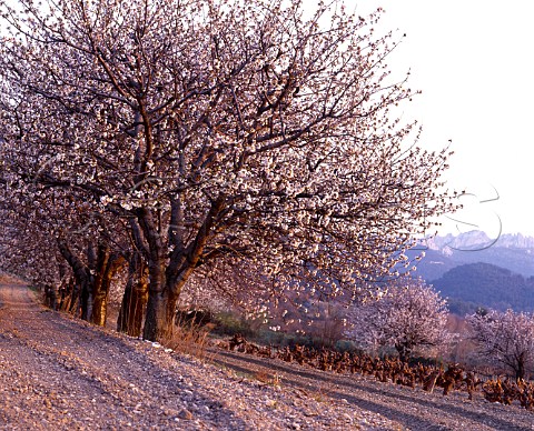 Fruit trees in blossom by vineyard at Sguret   Vaucluse France  Ctes du RhneVillages