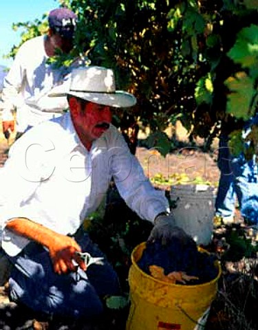 Harvesting Zinfandel grapes in Saucelito Canyon   Vineyard Arroyo Grande San Luis Obispo Co   California   Arroyo Grande AVA