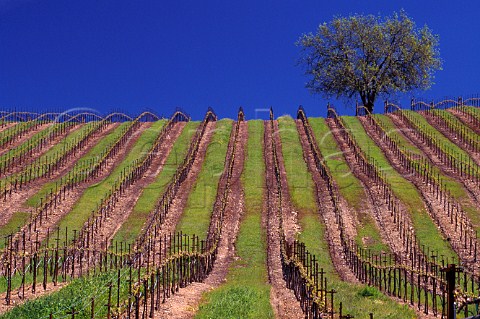 Vineyard in Knights Valley   Sonoma Co California  Knights Valley AVA