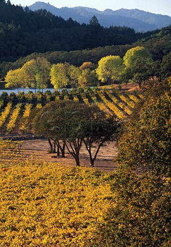 Autumnal vineyards of Joseph Phelps St Helena   Napa Valley California