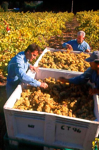 Harvesting Chardonnay grapes in the   Mayacamas Range for Lewis Cellars   Napa California