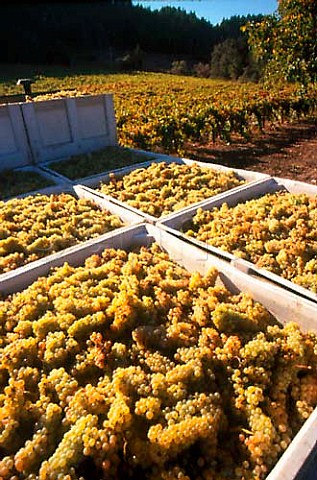 Harvesting Chardonnay grapes in the   Mayacamas Range for Lewis Cellars   Napa California