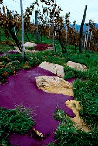 Pomace emptied in vineyard of Walter and   Evelyn Skoff South Styria Austria