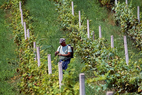Spraying vines at Klanjec  Hrvatsko Zagorje Croatia