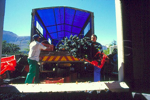 Cabernet Sauvignon grapes arrive at   Stellenzicht winery Stellenbosch South   Africa