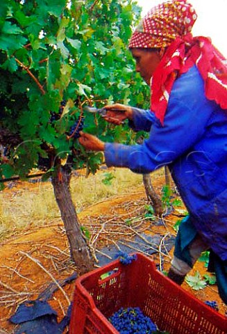 Harvesting Cabernet Sauvignon grapes   of Thelema Mountain Vineyards   Stellenbosch South Africa
