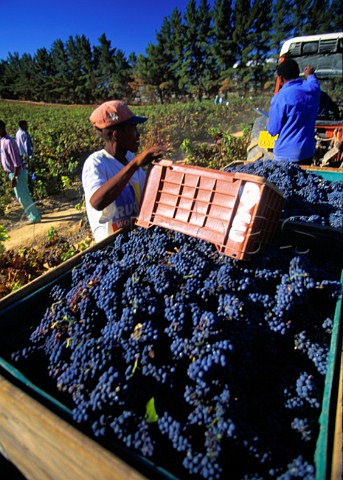 Harvesting Pinotage grapes   on Warwick Estate Stellenbosch   South Africa