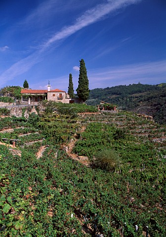 Vineyard in the Ribeira Sacra region   Galicia Spain