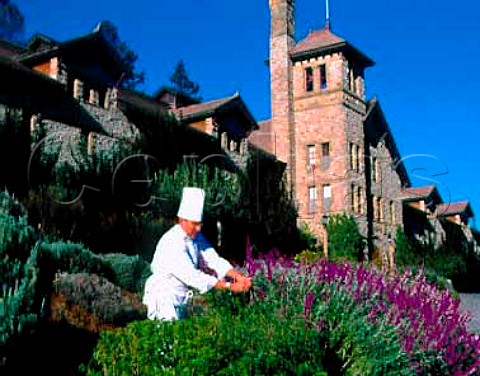 Mark E Miller executive chef gathering fresh  herbs from the garden of the Culinary Arts Institute  at Greystone St Helena Napa Valley California