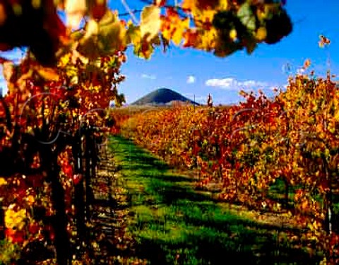 Merlot vines in the Niven familys Paragon Vineyard   with the volcanic Islay Peak in the distance Their   wines are made in partnership with Southcorp     San Luis Obispo California   Edna Valley AVA