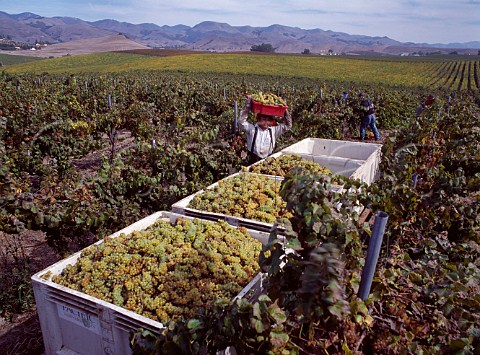 Harvesting Chardonnay grapes in the Niven Familys Paragon Vineyard the wines are made in partnership with Southcorp San Luis Obispo Co California Edna Valley AVA