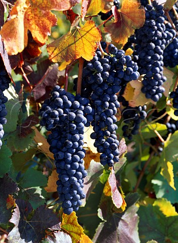 Syrah Shiraz grapes in the Niven familys   Paragon Vineyard Their wines are made in partnership   with Southcorp    San Luis Obispo California   Edna Valley AVA