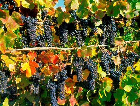 Syrah Shiraz grapes in the Niven familys Paragon Vineyard Their wines are made in partnership with Southcorp San Luis Obispo California USA   Edna Valley AVA