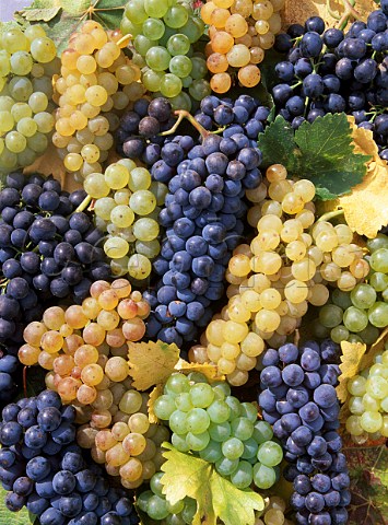 Different varieties of grapes harvested from the  Edna Valley San Luis Obispo California