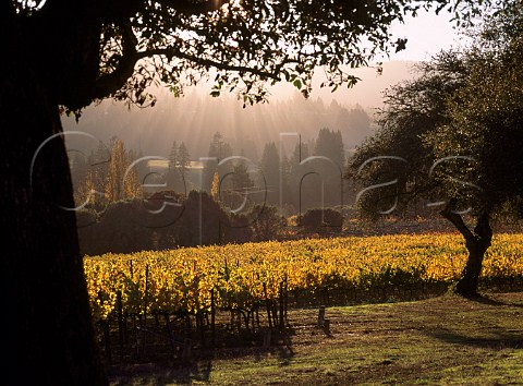 Autumnal vineyard of Roederer Estate Philo   Mendocino Co California  Anderson Valley AVA