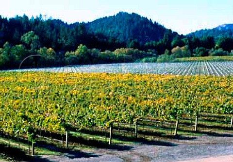 Vineyard of Korbel Cellars Guerneville   Sonoma Co California   Russian River Valley AVA