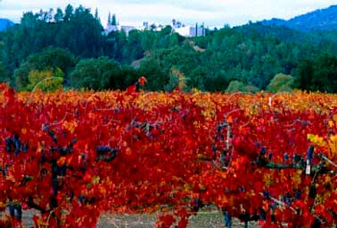 Autumn red leaves in a block of old Barbera vines in   a vineyard of Heitz Calistoga Napa Co California