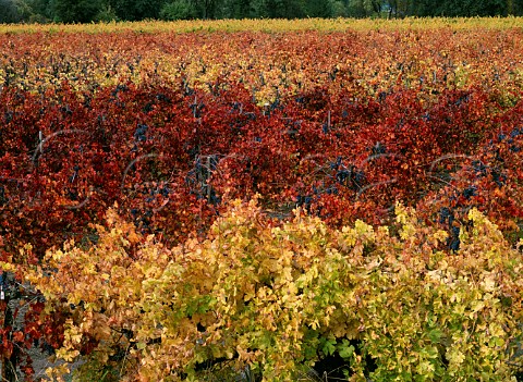 Autumn red leaves in a block of old Barbera vines in   a vineyard of Heitz Calistoga Napa Co California