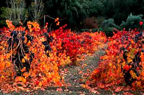 Autumn leaves in a block of old Barbera vines  still to be picked  in a   vineyard of Heitz Calistoga Napa Valley California